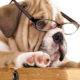 Best Literary Pet Names | BookRiot.com
