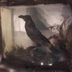 Charles_dicken's_raven