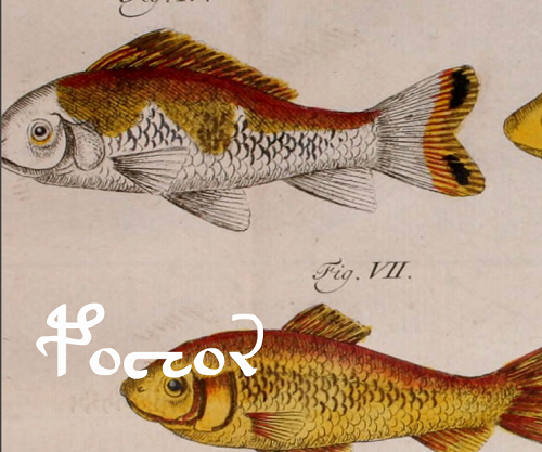 Image of fish from NaNoGenMo novel Seraphs