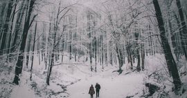 Snowy Forest from Wintry Reads to Cuddle Up With This December | bookriot.com