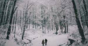 Snowy Forest from Wintry Reads to Cuddle Up With This December | bookriot.com