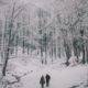 Snowy Forest from Wintry Reads to Cuddle Up With This December | bookriot.com