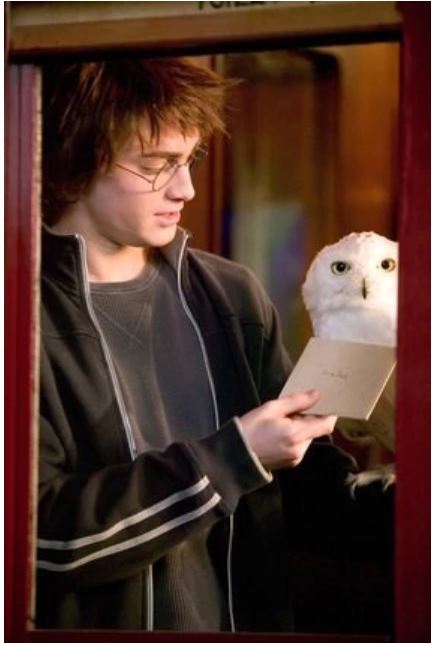 8 Thoughts That Hedwig Maybe, Probably, Most Definitely Had While Harry