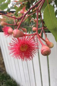 Pink gumnut flowers in Australia as seen in May Gibbs Gumnut Babies