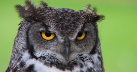 Awesome Owl Books To Read