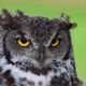 Awesome Owl Books To Read