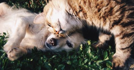 books for happier pets