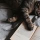 creative bookstagrammers