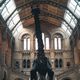 dinosaur