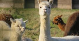 llama bookends, llama bookmarks, and more bookish llama gifts