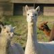 llama bookends, llama bookmarks, and more bookish llama gifts