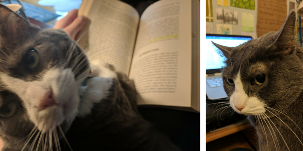 My cat supervises me as I do my freelance work