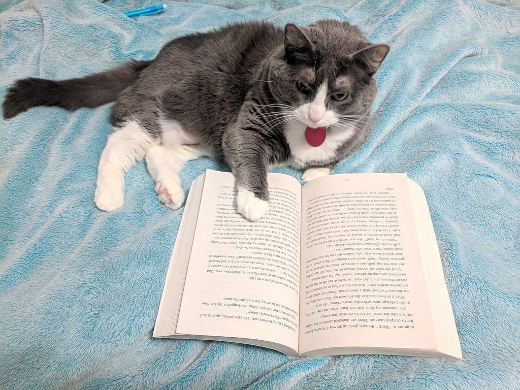My cat reads I'll Give You the Sun by Jandy Nelson
