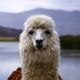best books about llamas feature