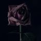 horror romance subgenre