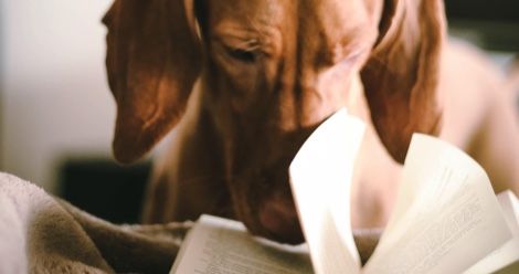 The 18 Best Dog Poems For Every Wag Worthy Occasion Book Riot