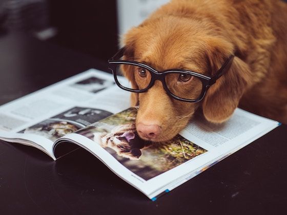 dog wearing glasses with head on magazine