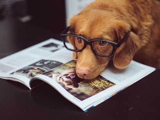 40 Wag Worthy Dog Books You ll Want to Get Your Paws On - 28