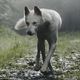 werewolf books from around the world