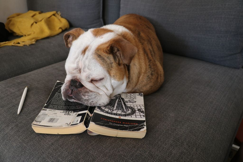 We Love Bookish Pets  A Gallery of Our Furry Friends   Our Books - 35