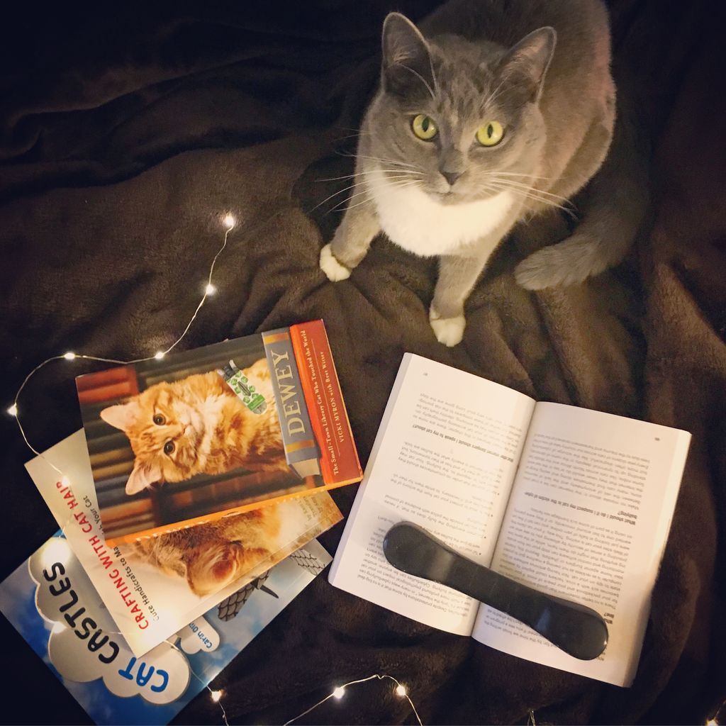 We Love Bookish Pets  A Gallery of Our Furry Friends   Our Books - 86