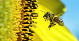bees bee feature 640x340