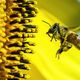 bees bee feature 640x340