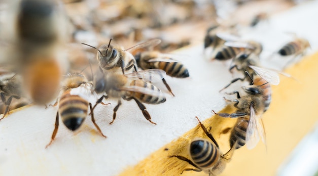 5 Buzzworthy Nonfiction Bee Books For Proper Apiarists