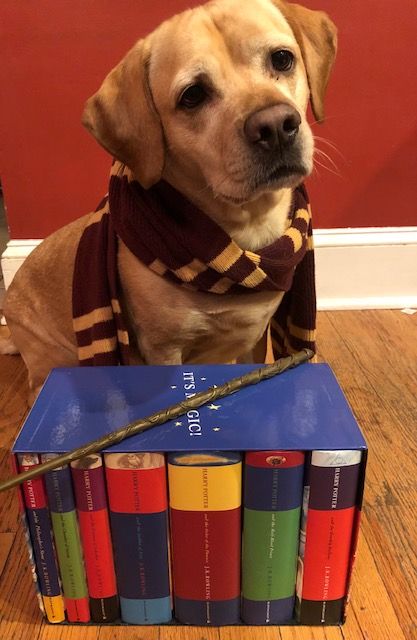 We Love Bookish Pets  A Gallery of Our Furry Friends   Our Books - 31