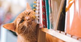 cats pets feature 640x340