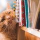 cats pets feature 640x340
