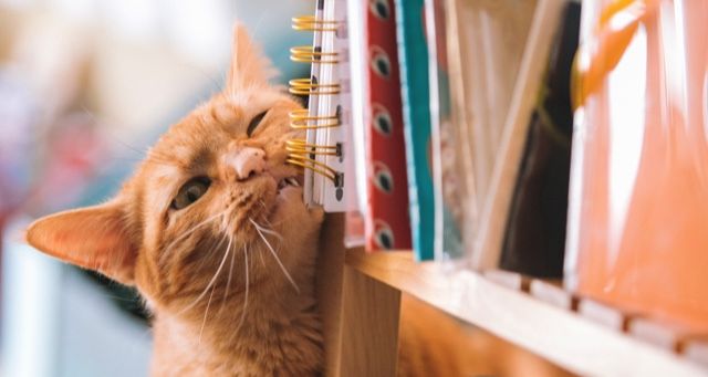 Curl Up With These Cozy Cat Mystery Books | Book Riot