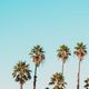 palm trees summer feature 640x340