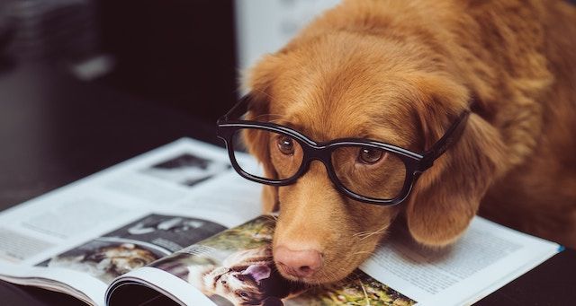 https://s2982.pcdn.co/wp-content/uploads/2019/07/image-of-a-dog-with-a-book.jpg.optimal.jpg