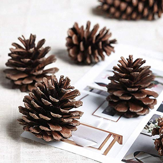 Pine Cones