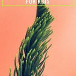 Plantastic Prose  25 Books About Plants for Little Green Thumbs - 34