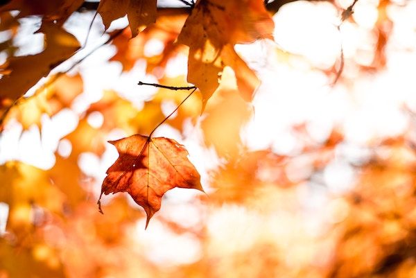 Fall in Love With These 6 Beautiful Autumn Poems - 5