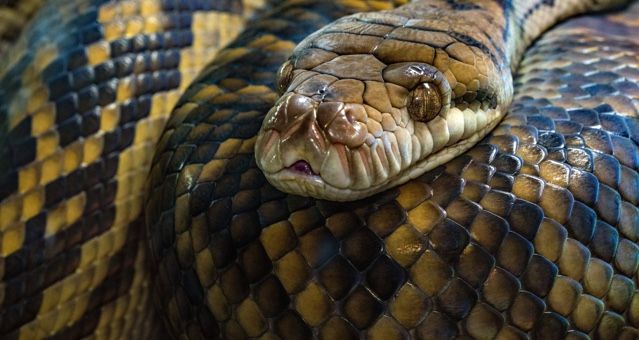 https://s2982.pcdn.co/wp-content/uploads/2019/08/snakes-feature-640x340.jpg.optimal.jpg