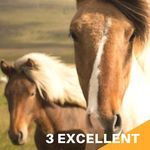For the animal lovers out there, enjoy these 3 excellent animal memoirs. memoirs | book lists | books about animals | animal memoirs