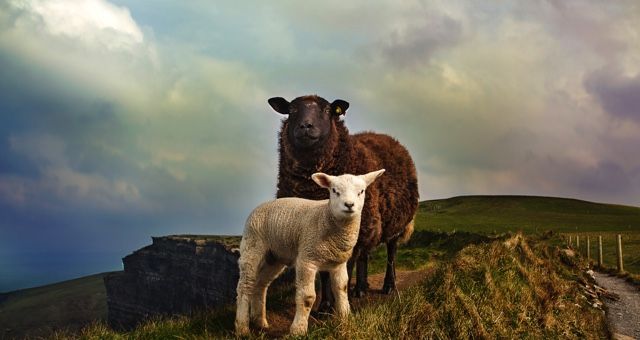 The Strange and Beautiful Harmony of Two Irish Farmer Memoirs - 48