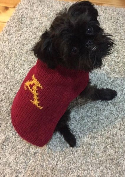 Black dog wearing red sweater with gold "A" on back