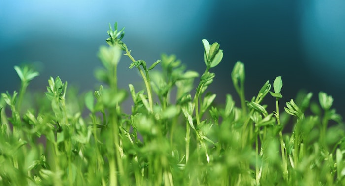 Persian New Year Children’s Books to Inspire Your Family