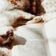 a photo of an open book with a cat laying next to it in bed
