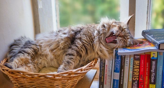 Five hilarious gift books for cat lovers - Upworthy