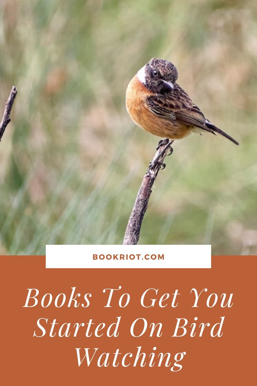 3 Books to Get You Started on Bird Watching