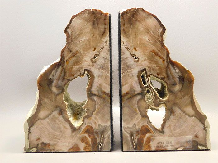 Bring The Outdoors In With Petrified Wood Bookends - 63