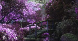image of a wooden bridge in a mystical garden