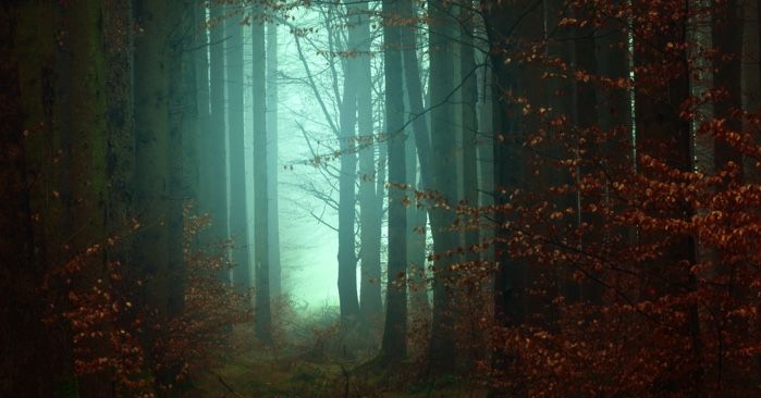 eerie autumn woods