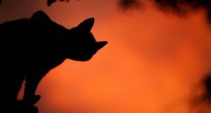 cat silhouette against orange sky