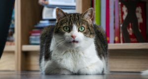 image of a startled cat in front of a bookshelf https://unsplash.com/photos/7pGYdDfEcco